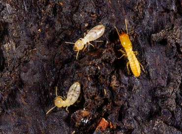 2 termite workers and a termite soldier