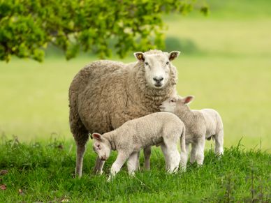 Sheep bagged feed in Sterling Ohio Rittman Ohio