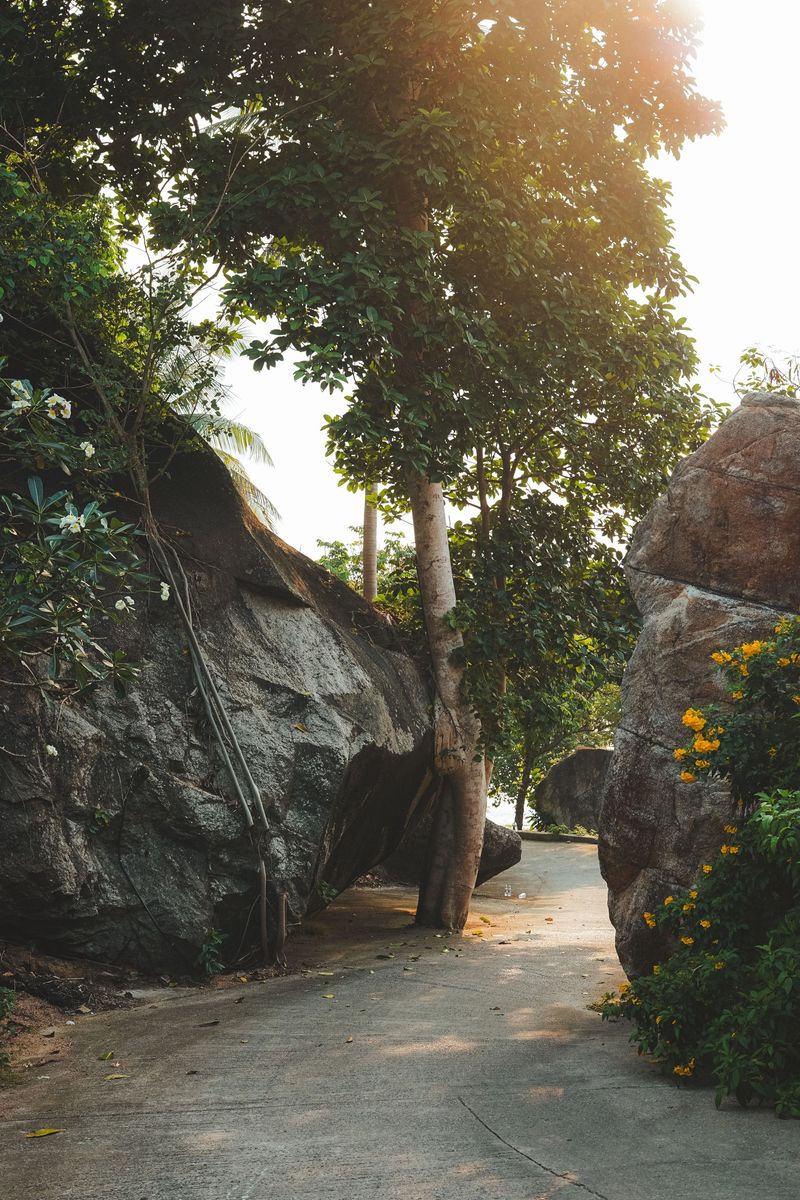 A serene path winding through lush greenery and large rocks, with sunlight filtering through the trees, creating a peaceful atmosphere.