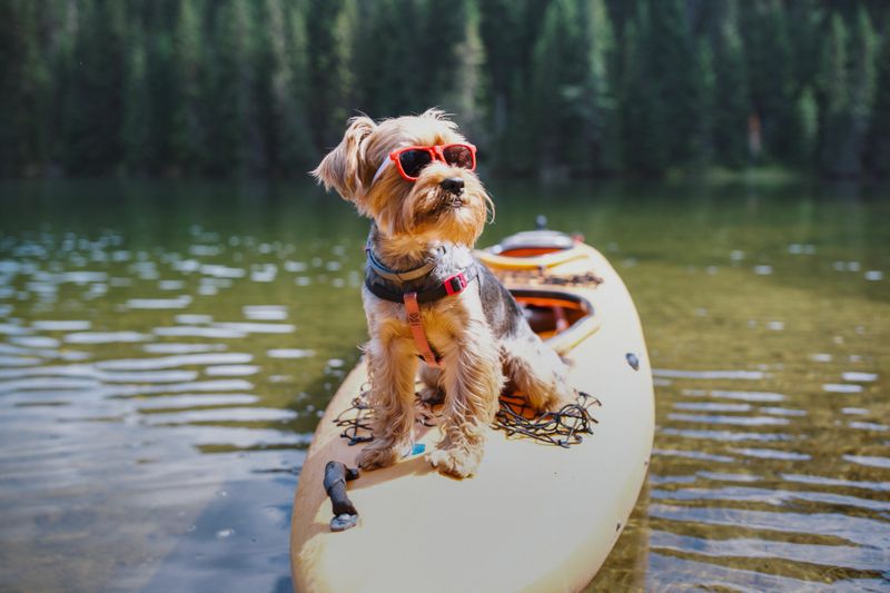 Cute shot of a Yorkshire terrier floating on a kayak in a beautiful mountain lake in nature.