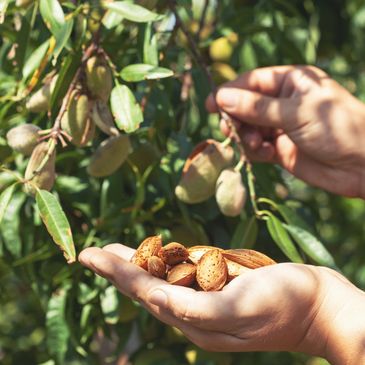 Hands harvesting almonds from a tree outdoors.