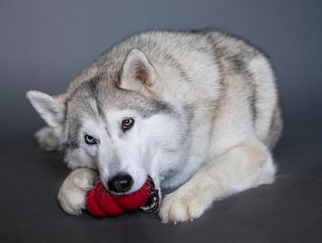 Husky dog chew toy Kong daycare happy kennel