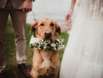 A dog wearing a floral wreath between a bride and groom.