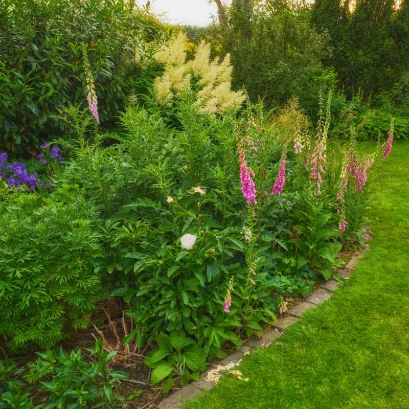 A flourishing summer garden featuring vibrant foxgloves, delicate blooms, and lush greenery bordered by a neatly manicured lawn. The colorful scene reflects the natural beauty and vitality of spring and summer seasons.