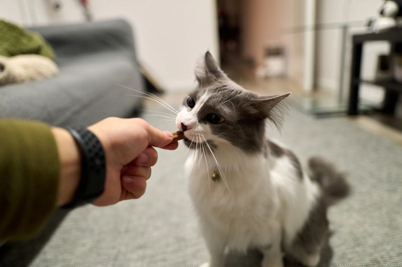Fluffy cat eagerly bites a treat offered by a human hand in a cozy living room setting