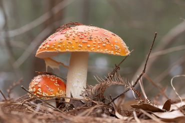  "For educational/identification purposes only."Mushrooms in nature