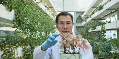 Scientist examining succulent plants in a greenhouse.