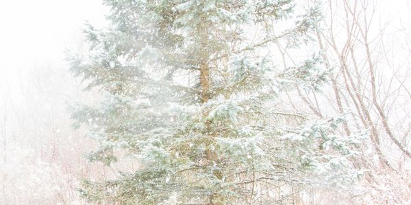 Snow-covered pine tree in a winter forest.