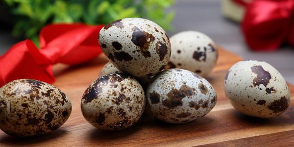 Fresh Coturnix Quail eggs