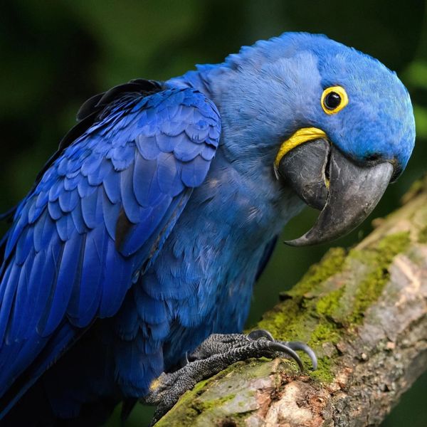 hyacinth Macaw at Central Florida Parrot Sanctuary and Parrot Rescue 