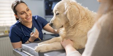Vet examining a golden retriever dog with owner present.