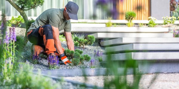 Gardener tending plants in a landscaped garden.