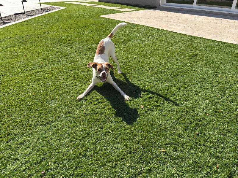 Energetic dog playfully crouching on green grass in a sunny backyard in Scottsdale, Arizona, United States