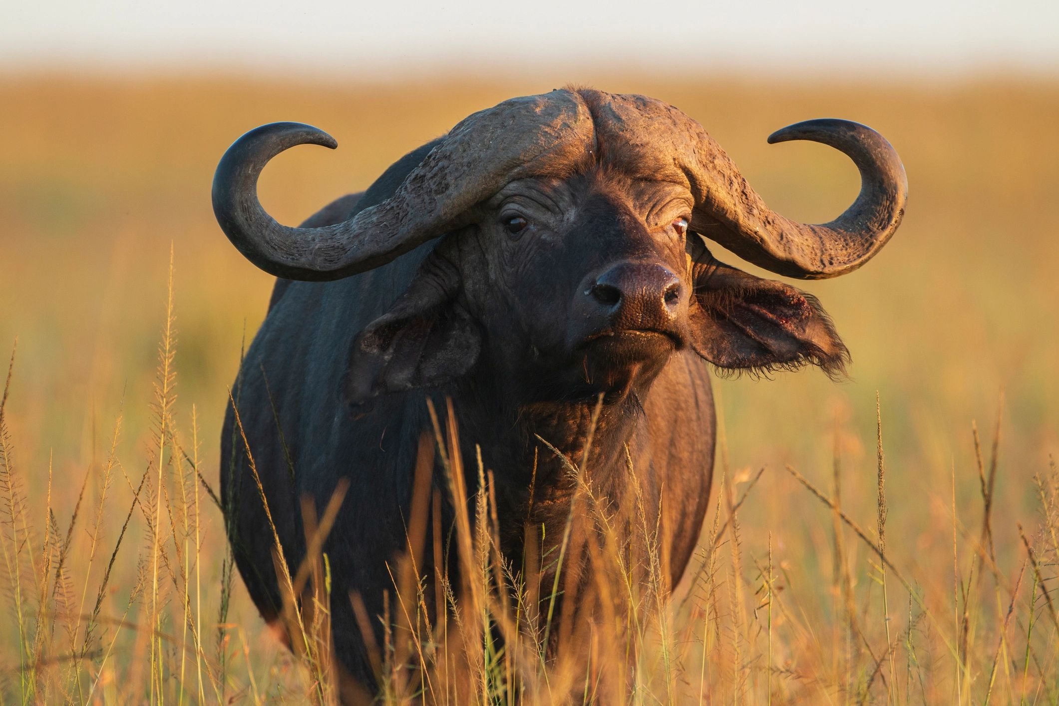 AFRICAN BUFFALO SAFRI