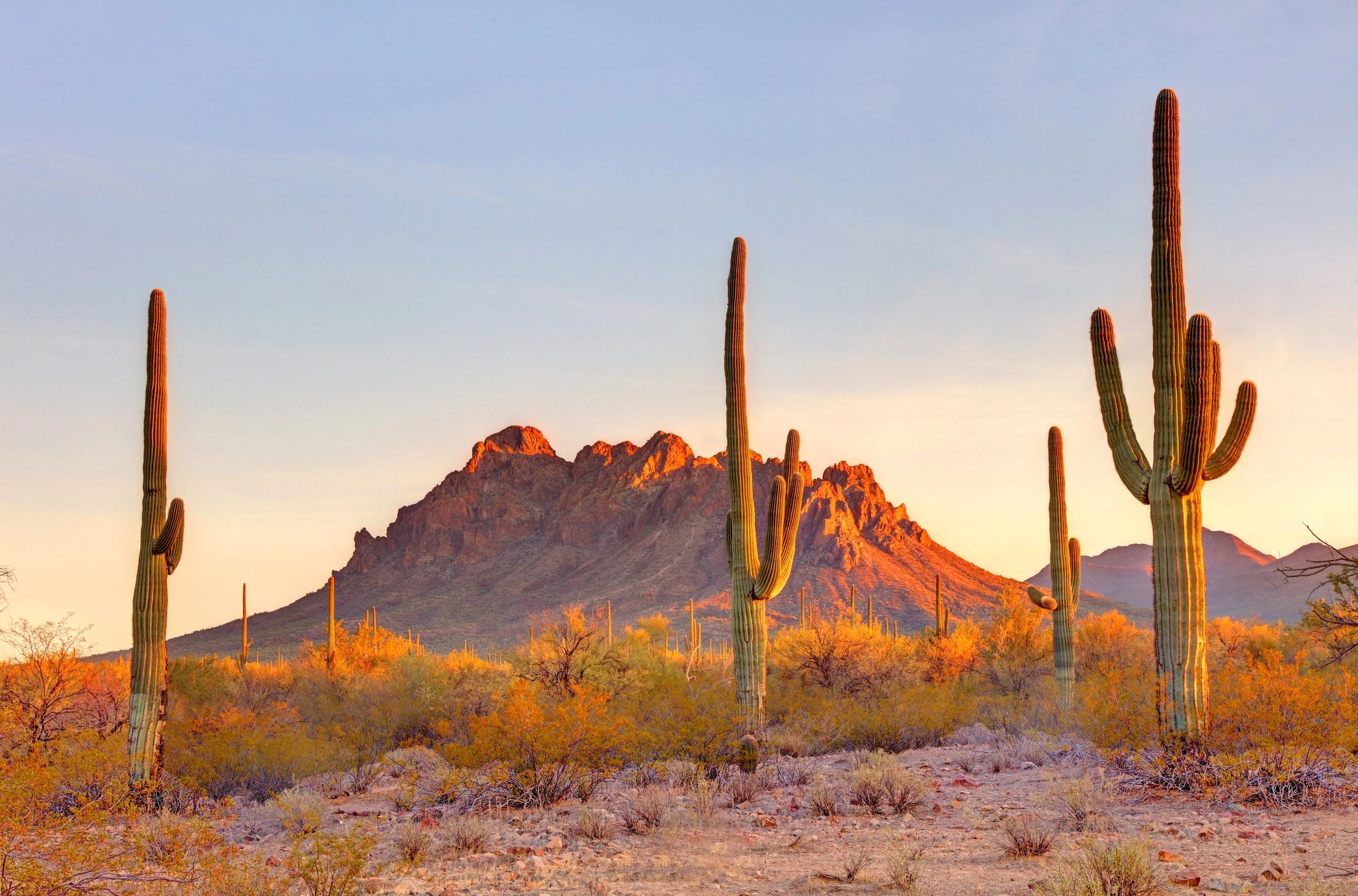 Saguaro cacti in a desert landscape with a mountain backdrop at sunset.