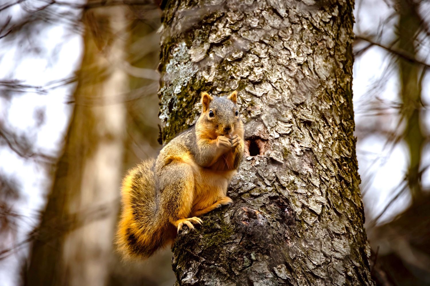 A squirrel eating while perched on a tree trunk in a forest.