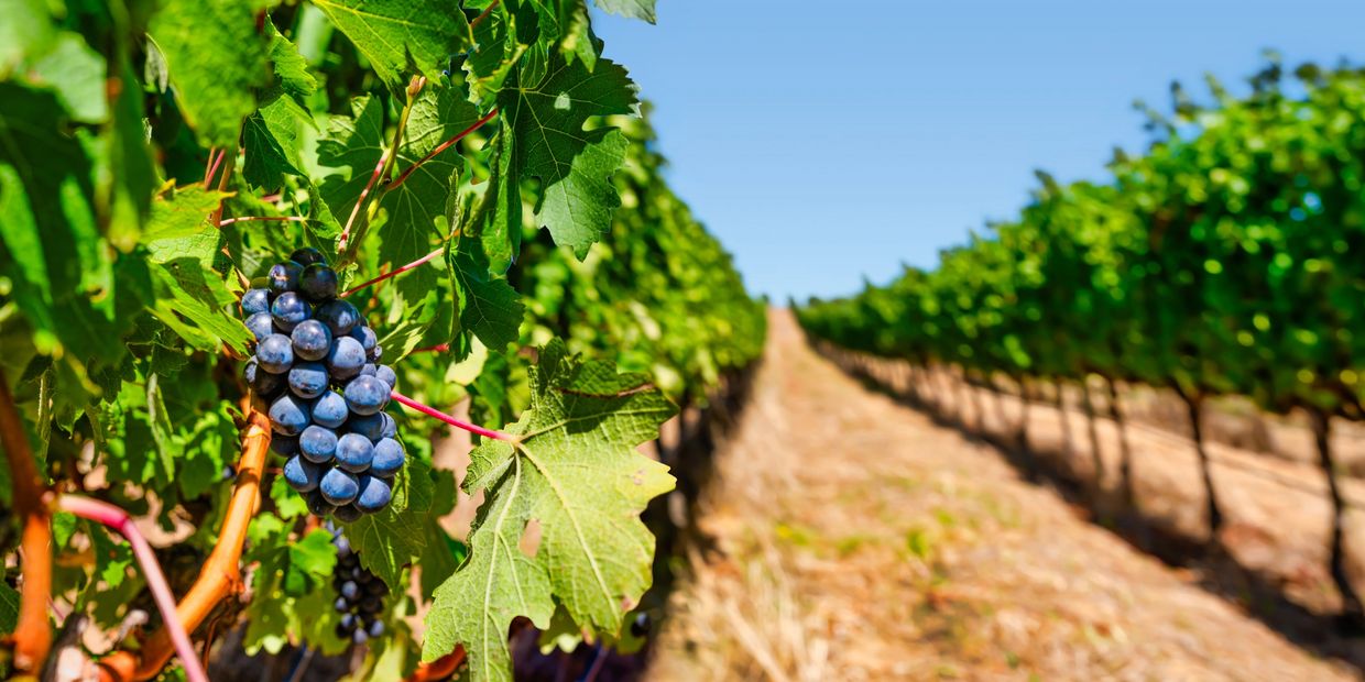 Christ has given us the vineyard as a way to understand how we are to live and grow in our faith.