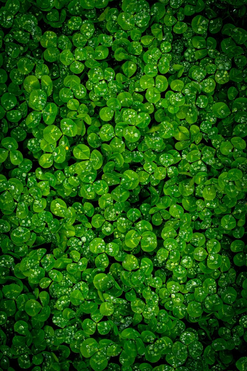 A bed of wet lush green clover with water droplets on its leaves.
