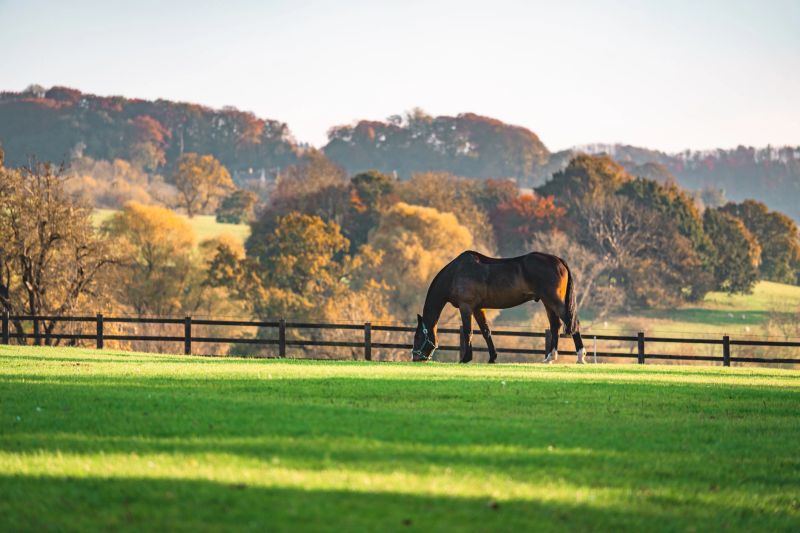 Brown horse grazing peacefully in a green field, enjoying the autumn scenery in the cotswolds