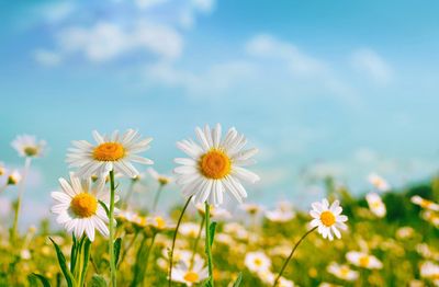 Bright daisies blooming under a clear blue sky.
