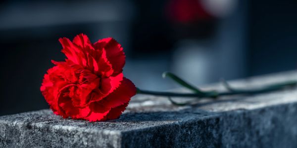 A single red carnation rests on a stone surface.