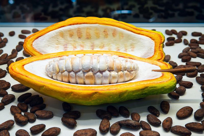 Cut in half cocoa fruit with white pulp inside on background of cocoa beans. Cocoa beans in chocolate shop window.