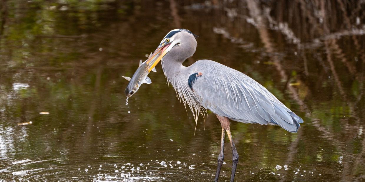 Great blue heron catching a fish in shallow water.
