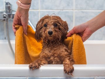 A wet dog being dried with a towel.