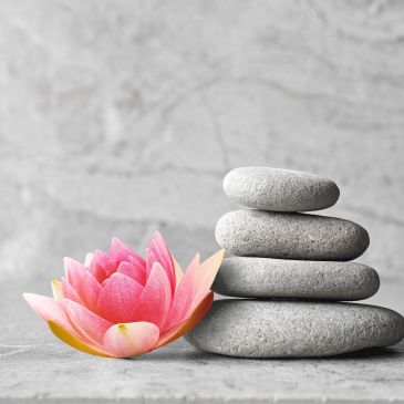 Pink lotus flower with stacked grey stones.