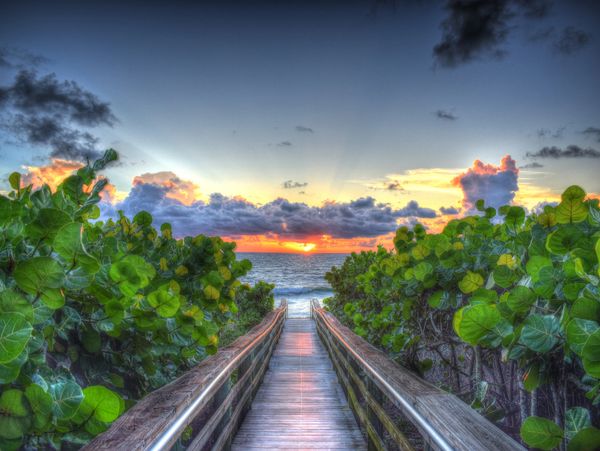 Boardwalk leading to the ocean at sunset with lush greenery on both sides.