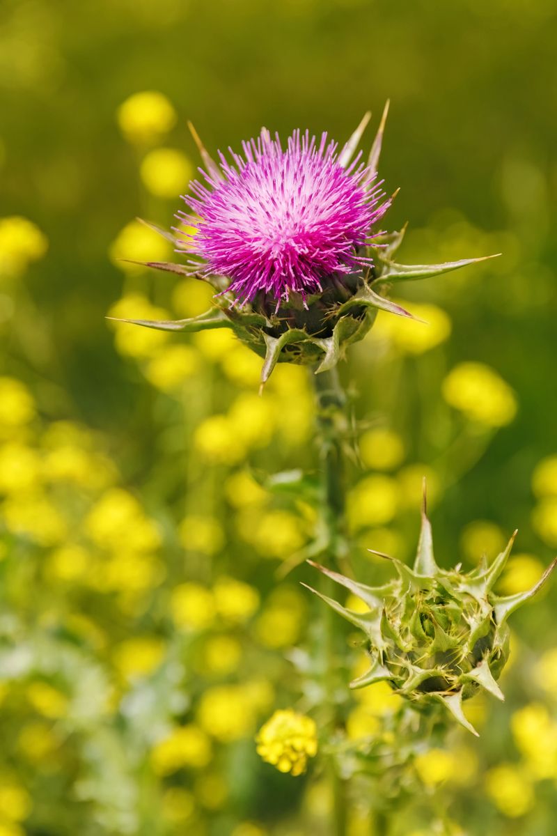 Silybum marianum or milk thistle, blessed milkthistle, Marian thistle, Mary thistle, Saint Marys thistle, Mediterranean milk thistle, Scotch thistle, medicine and pharmaceutical use.