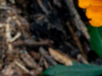 Bark mulch in Sutton Coldfield by ABE Garden Services 