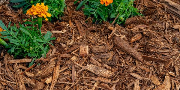 Orange marigold flowers growing in mulch-covered soil.