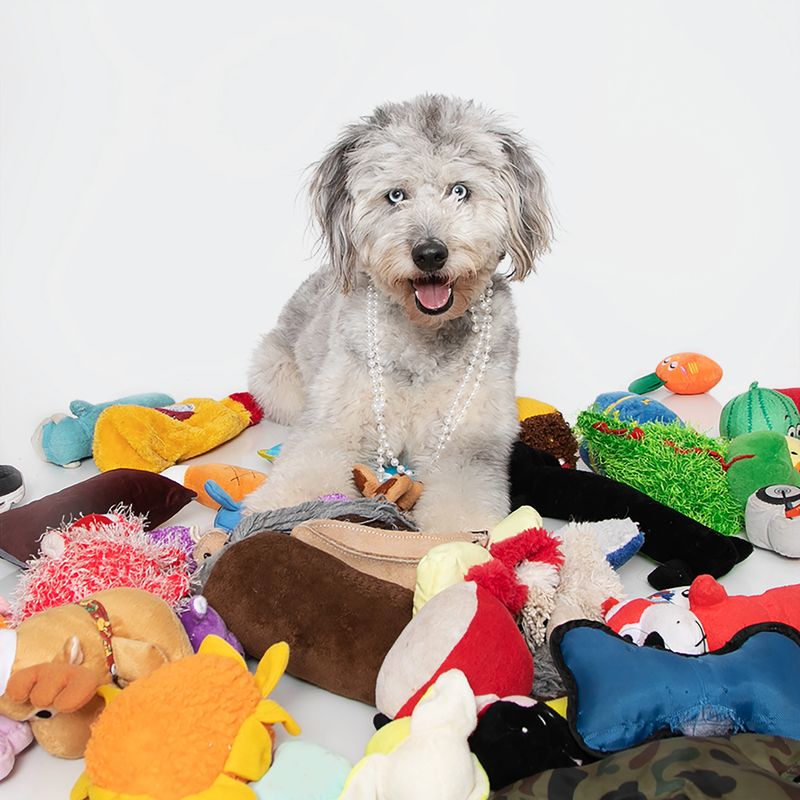 Happy Grey and white aussie doodle wearing pearls sitting up surrounded by toys