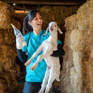 Woman bottle feeding baby goat.