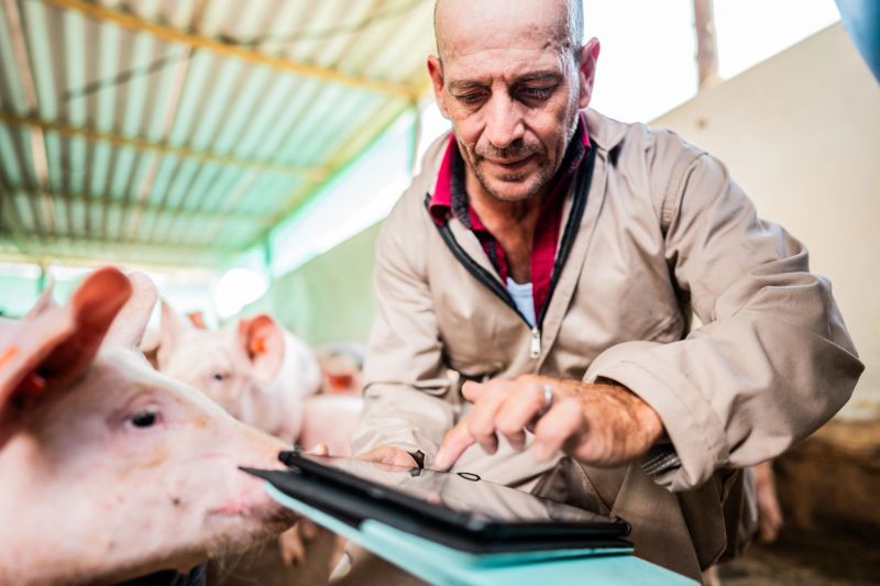 Farmer using digital tablet in a pigpen