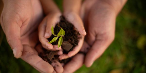 small hands resting inside big hands with soil and a plant representing growth 