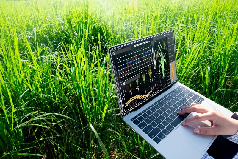 Farmer using laptop with rice data analysis interface highlighting smart farming,agricultural technology,digital farming, precision agriculture, and technology integration for smarter crop management.