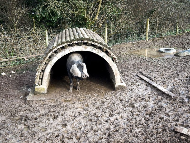 Photograph of pigs roaming in a muddy enclosure.