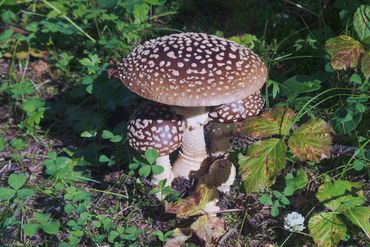  "For educational/identification purposes only."Mushrooms in nature