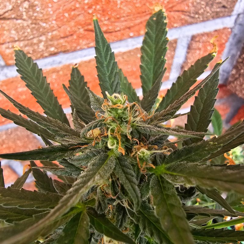 A vibrant and healthy cannabis plant is beautifully showcasing its lush green foliage and budding colorful flowers
