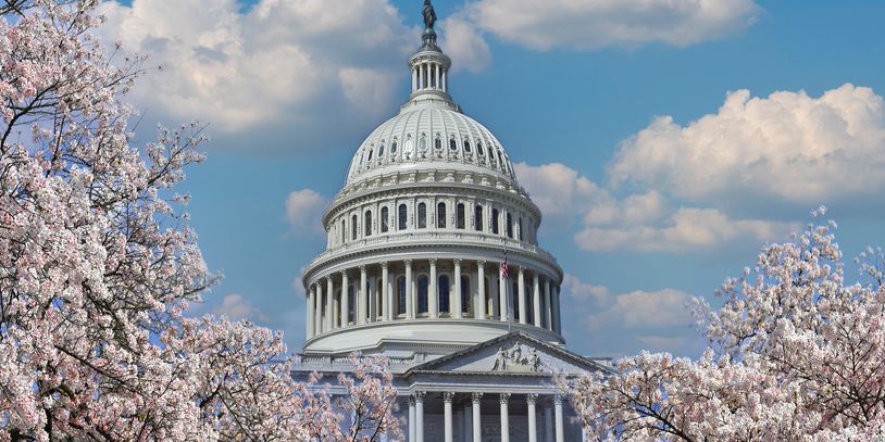 The U.S. Capitol dome framed by cherry blossoms under a bright sky.