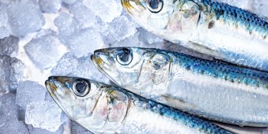 Fresh sardines on ice.