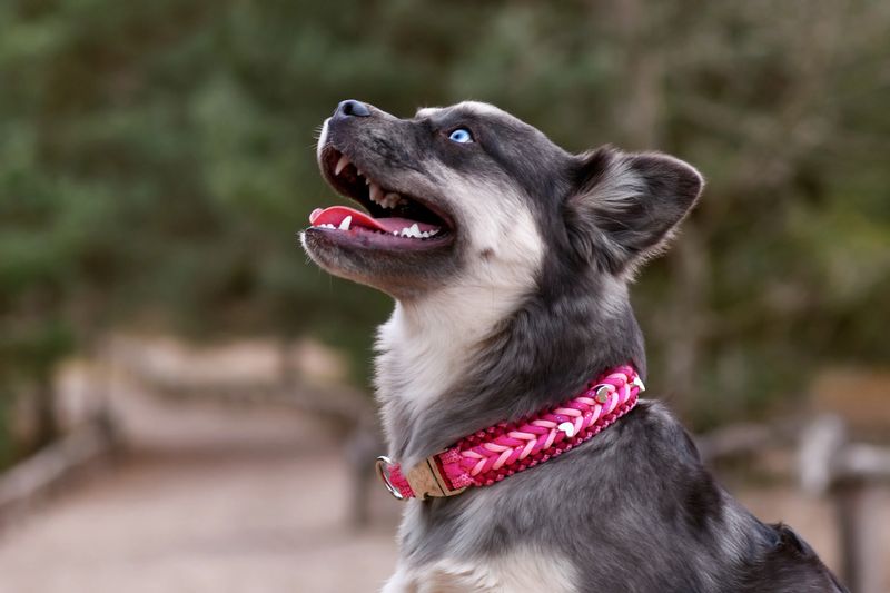 Portrait of French Bulldog x Siberian Husky dog mix with pink paracord collar