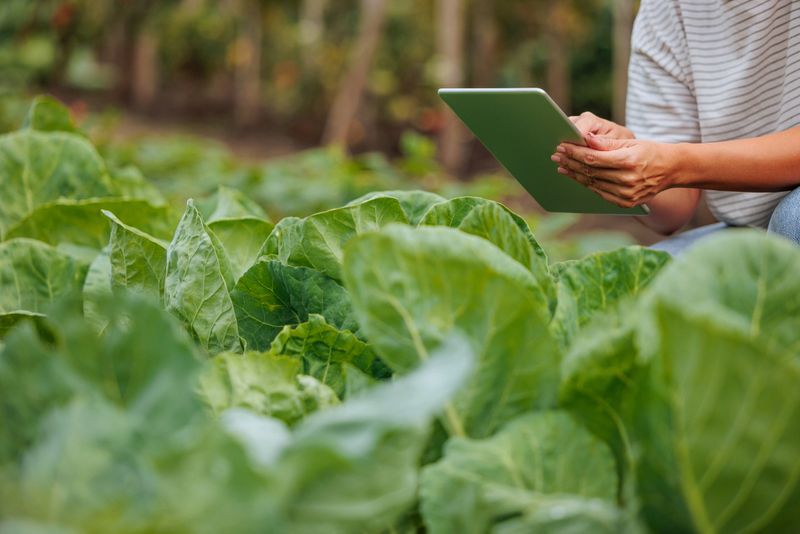 Person using a digital tablet to monitor and manage crops in a lush agricultural field, showcasing the integration of technology in modern farming practices