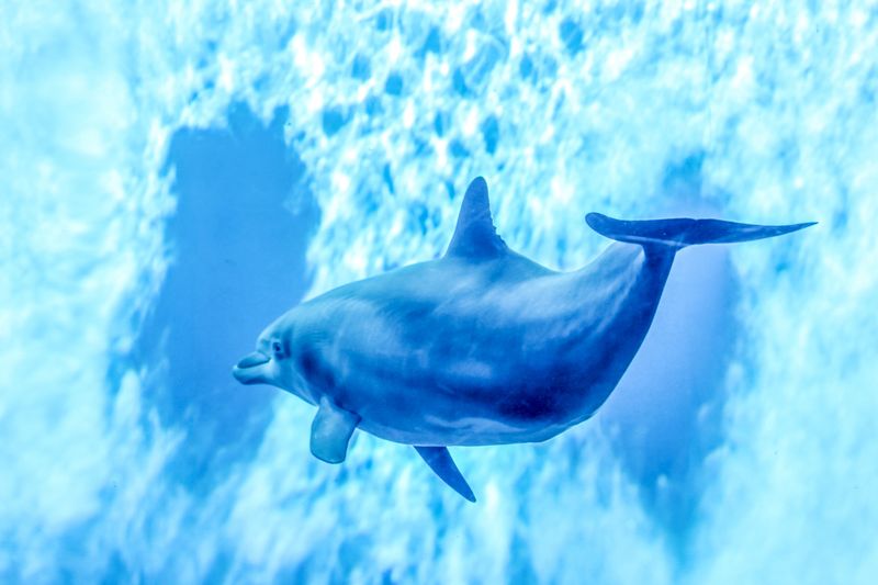 A dolphin is swimming in an aquarium in Genoa, Italy. The water is blue