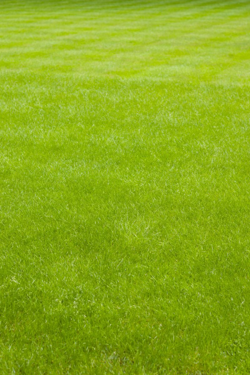Close-up of a lush green, freshly mown and healthy looking lawn. Full frame background or texture
