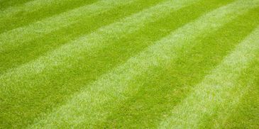 Green grass with alternating light and dark stripes.