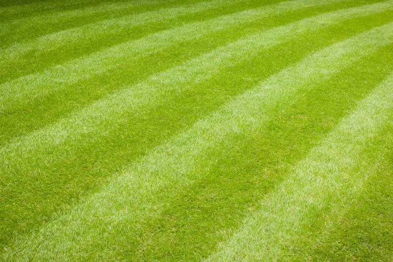 A well-manicured lawn with vibrant green grass and trimmed hedges