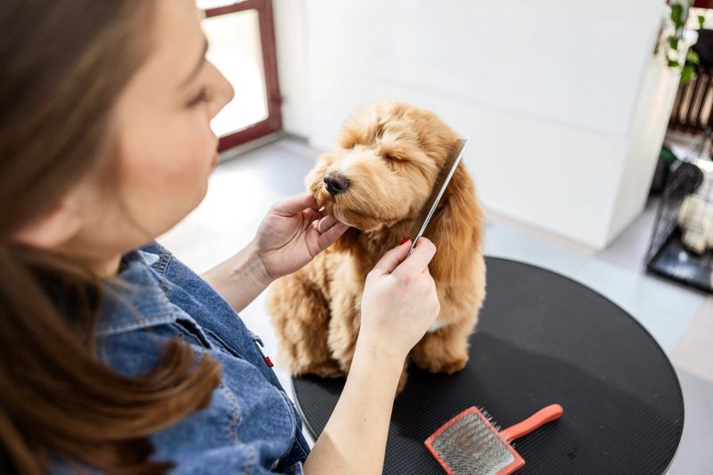 Cute poodle dog getting groomed and cleaned in the dog grooming salon